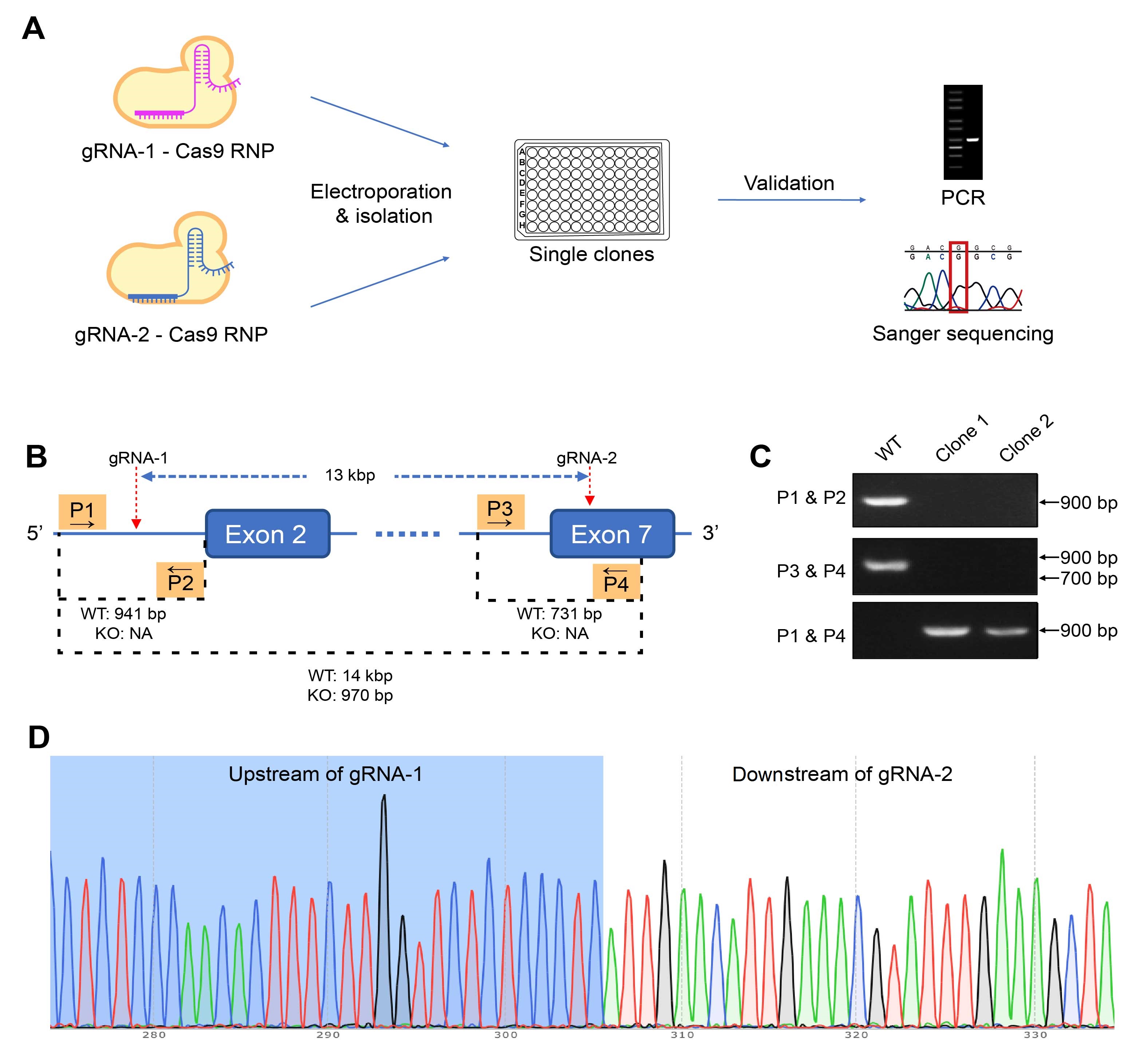 CRISPR Gene Knockout Stable Cell Line | VectorBuilder